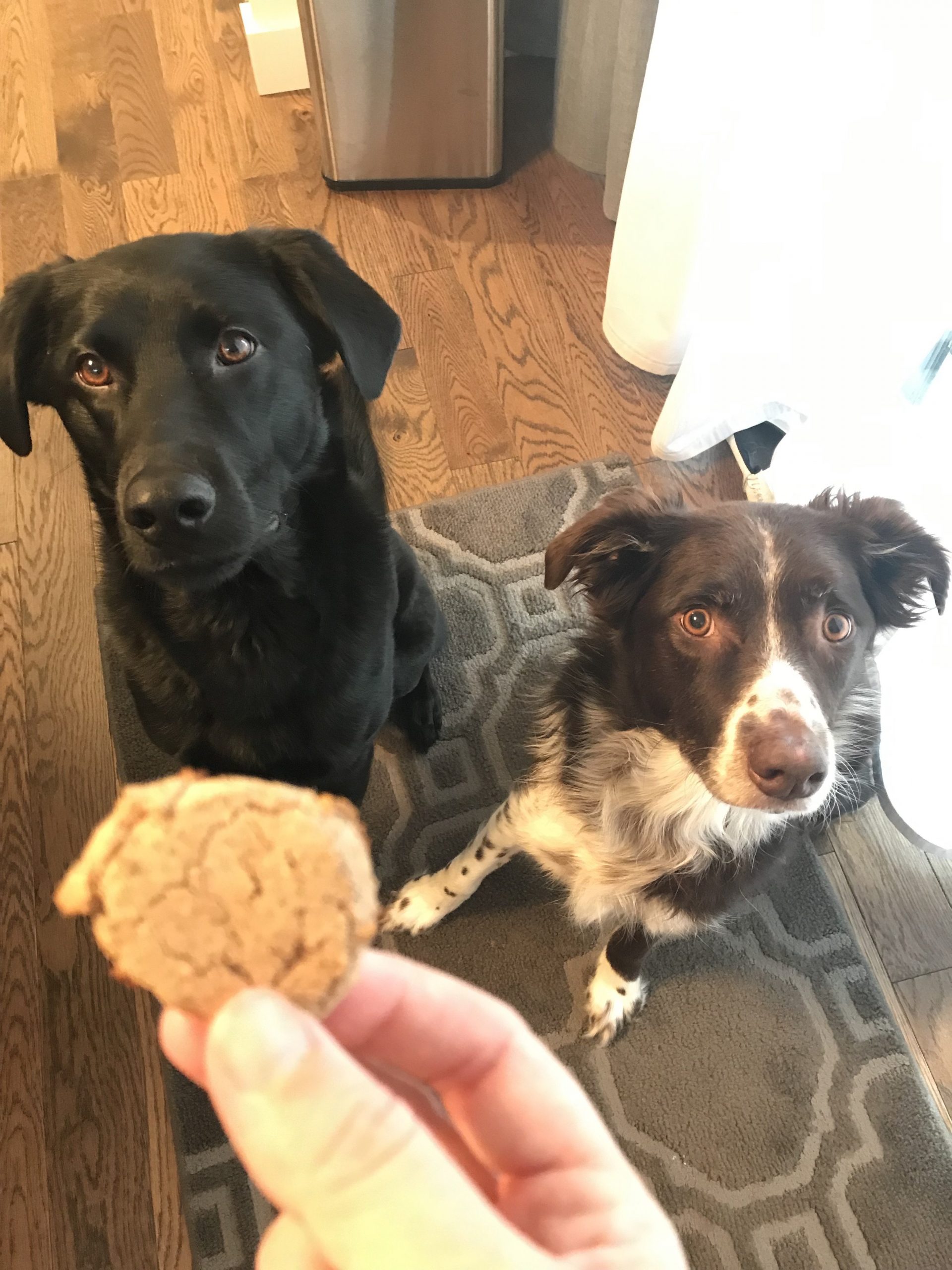 Saskatoon Berry Powder Dog Biscuits